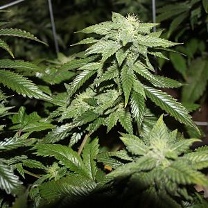 Dab Garden Feb 16 (2)