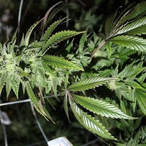 Dab Garden Feb 16 (4)