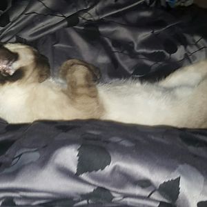 Kiitty
