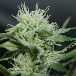 Querkle Tall