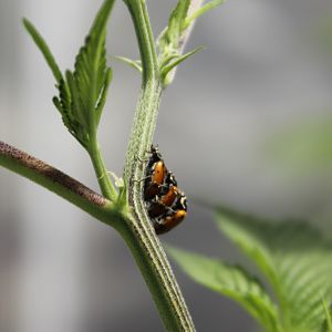 Ladybugs