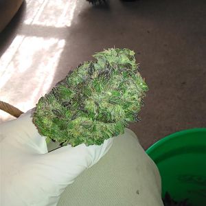 Dab Trim (1)