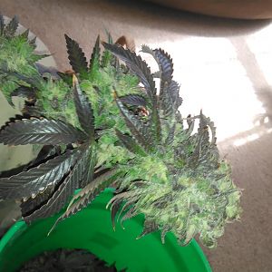Dab Trim (2)
