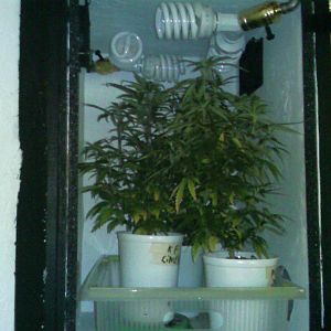 Momma Cabinet