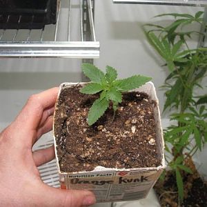 Orange Kunk- tricotyledon
