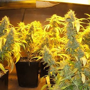Ak47 close to done