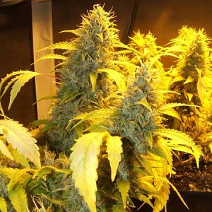 Ak47 close to done
